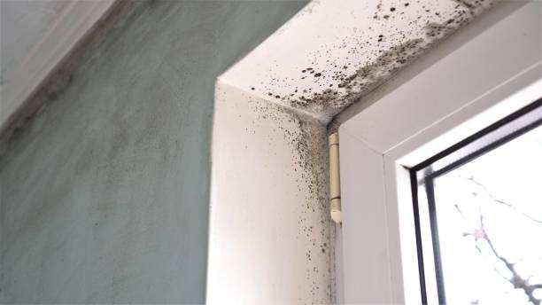 Professional Mold Removal in Cass City, MI