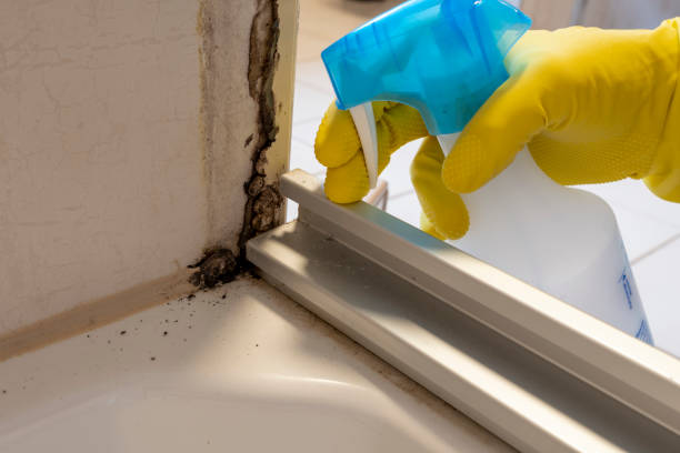 Best Best Mold Removal Companies  in Cass City, MI