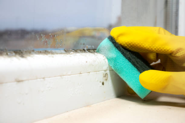 Best Mold Removal Company Near Me  in Cass City, MI