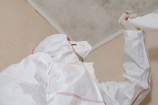 Mold Removal and Inspection in Cass City, MI