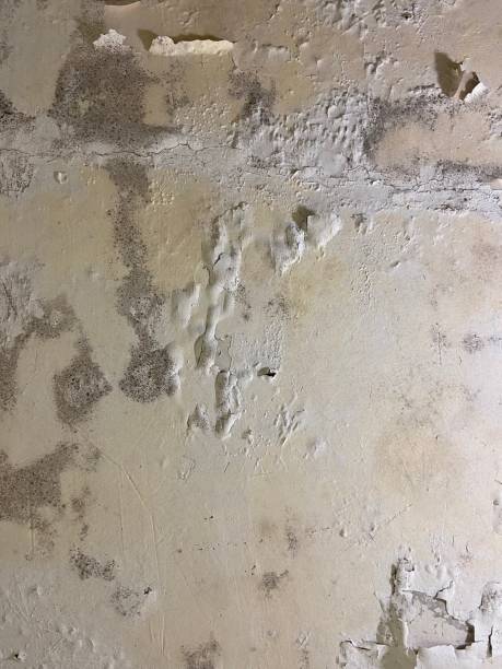 Best Professional Mold Removal  in Cass City, MI
